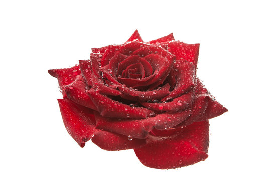 Red Rose With Water Drops