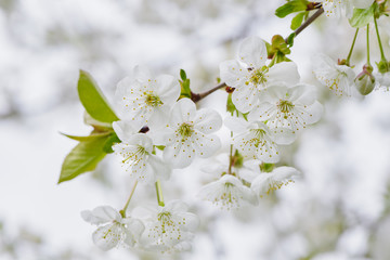 Cherry tree blossom close-up. White cherry flower on natural white background