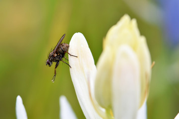 Camas Conductor 01