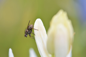 Camas Fly 03