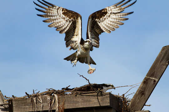 Air Drop