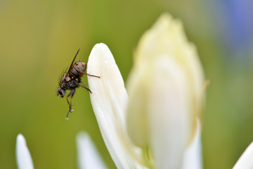 Camas Conductor 02