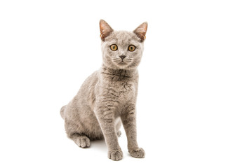 gray cat isolated