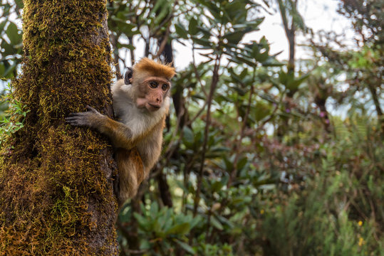 Srilankan toque macaque or Macaca sinica in jungle