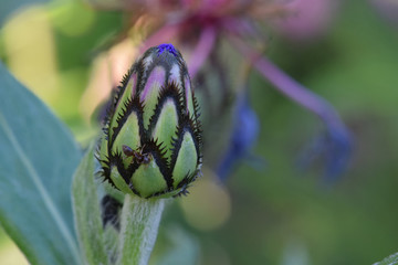 Ant on Bachelor Bud