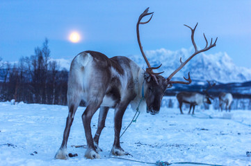 reindeer in its natural environment in scandinavia