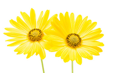 yellow daisy isolated