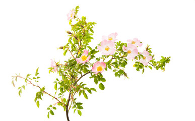 Obraz na płótnie Canvas rosehip branch with flowers isolated
