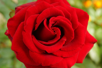 close-up view of flower