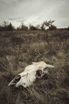 Cow skull in steppe landscape