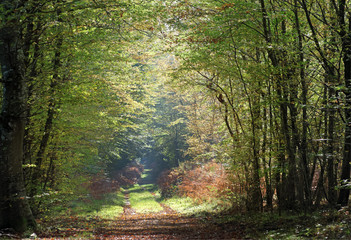 chemin forestier en automne dans le parc naturel régional du Gâtinais Français