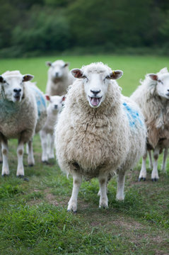 Group of Ewes in a field