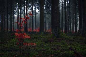 Red bushes in the dark, misty forest at late autumn. Background, illustration concept.