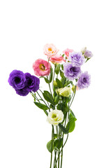 eustoma flowers isolated
