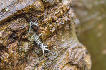 barbwire and wood detail