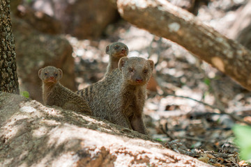 Banded Mongoose family Banded Mongoose family sitting on a rock alert looking at the camera