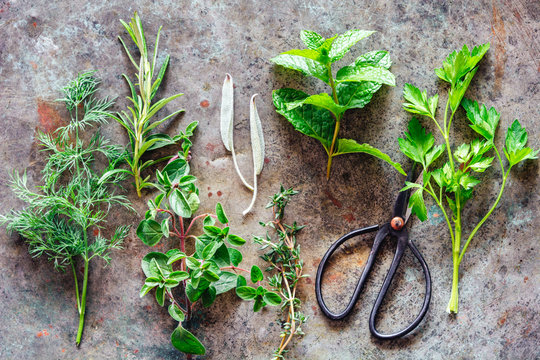 Fresh green herbs on a metal surface with scissors