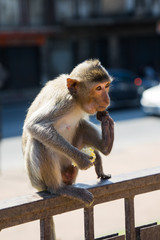 Monkeys in the city , Lopburi , Thailand.