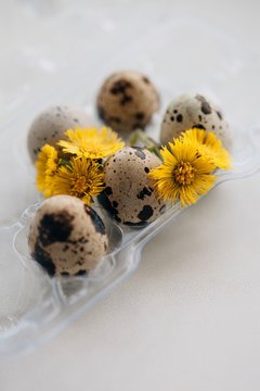 Quail eggs and little yellow flowers in transparent plastic box