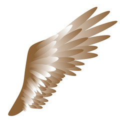 vector illustration of a bird's wing on white background
