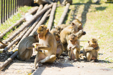 Monkeys in the city , Lopburi , Thailand.