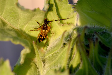 Sunflower Wasp
