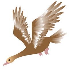 vector illustration of brown flying duck on a white background