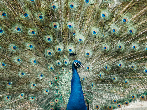peacock