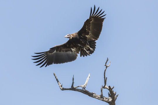 Vulture flying