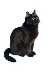 Black cat is sitting on a white background