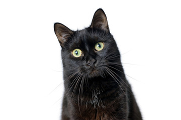 Head of young black cat isolated on white