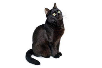 Black cat is sitting on a white background