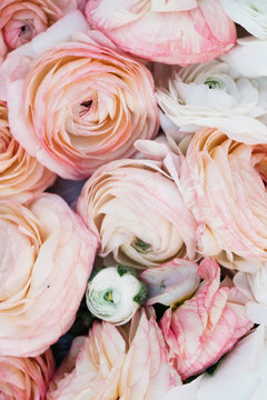 Many ranunculus flowers shaping a background