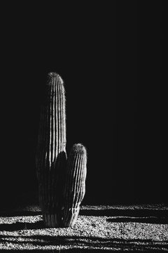 Cactus in the shade