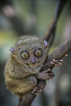 Tarsier Bohol