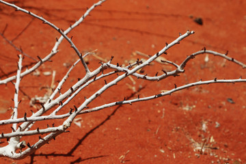 A dead tree in the Namibian desert. This photo can be used as a nature background image.