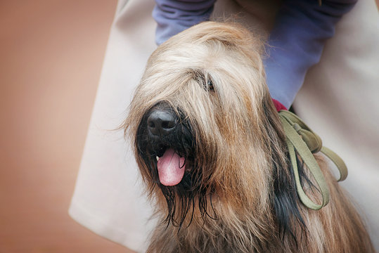 how do you groom briard