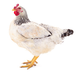 White hen isolated.