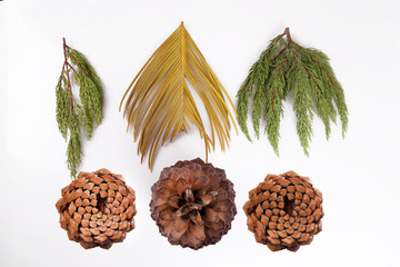 Pine cones for decoration and useful fuel in winter