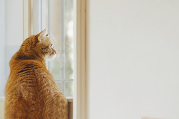 Big cat sits on windowsill and looks at the world outside