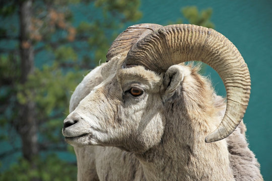 Rocky Mountain Bighorn Sheep, latin name ovis canadensis canadensis, Lake Minnewanka, Banff, Canada