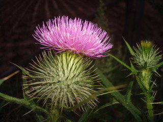 Nahaufnahme einer Distel