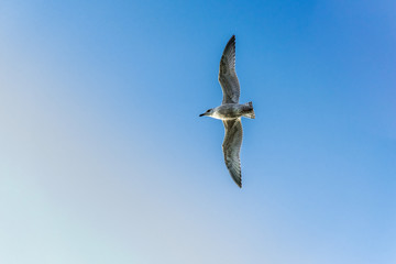 Seagull in Flight