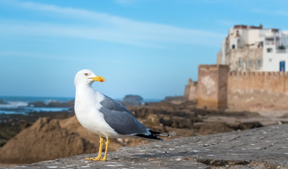 Essaouira,  formerly known as Mogador, Morocco.
