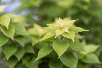 beautiful green leavesfor background