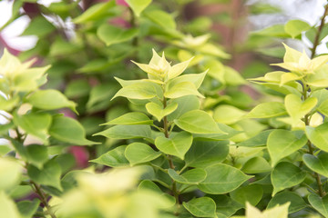 beautiful green leavesfor background