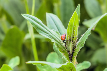 Red spotted ladybug eating aphid in the wild