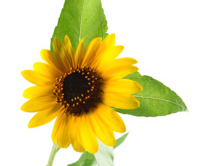 Obraz premium Sunflower with green leaf isolated on white background