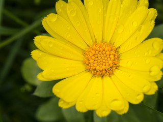 Detail view of marigold with rains drops