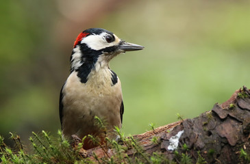 Portrait of a great spotted woodpecker